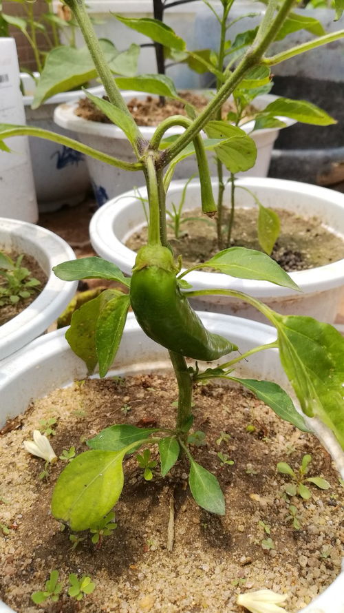 楼顶菜园 朝天椒的绿色种植全攻略