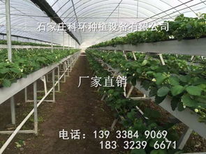 现代科技草莓种植槽 立体种植与无土栽培的革新之道