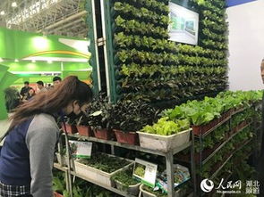 武汉农博会开幕 3万种“新奇特”农产品闪亮登场，蔬菜种植成焦点