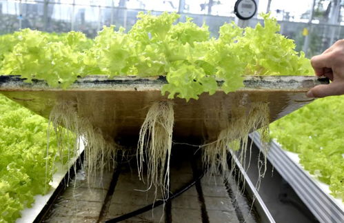 博士种蔬菜，有啥不一样——实拍湖北省农科院健康蔬菜创新工场