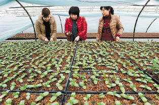 优质秧苗惠农户 蔬菜种植促增收——多地推广良种良法铺就乡村振兴致富路