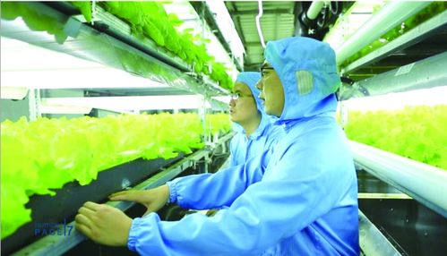 暗黑中长出“金芽” 花生芽如何撑起植物工厂的“单打冠军”梦