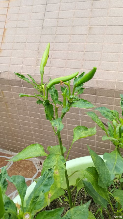 楼顶上的味蕾森林 从朝天椒开始的都市田园梦