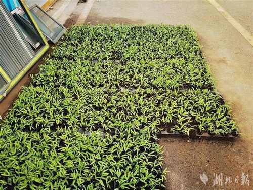 武汉蔬菜工厂育苗忙 春耕跑出加速度