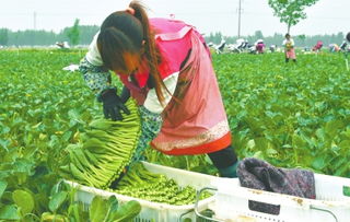 社旗蔬菜的“香港速度” 工厂化种植与大湾区餐桌的无缝对接