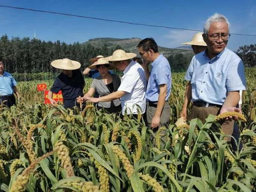 院士研发新品种，颠覆你对庄稼的认知——中国农科院专家调研山亭区现代农业产业园